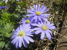 Anemone Blue Shades (2016, March 30)