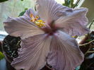Tahitian Purple Sovereign