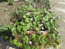 Cymbalaria