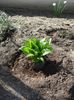 gradinuta pentru hosta (2)