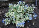 Brunnera macrophylla Variegata