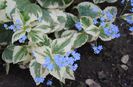 Brunnera macrophylla Variegata