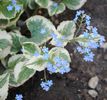 Brunnera macrophylla Variegata