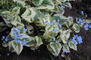 3 apr,Brunnera macrophylla Variegata