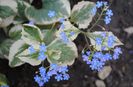 Brunnera macrophylla Variegata