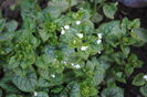 Brunnera mr morse