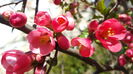 Chaenomeles japonica – Gutui japonez