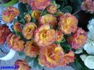 200 Primula 18 mar.2016