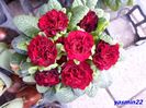 201 Primula`Valentine` 18 mar.2016
