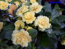 202 Primula`Buttercup Yellow` 18 mar.2016