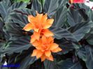 215 Bromelia  12 mar.2016