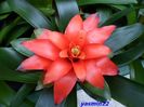 217Bromelia 21 mar.2016