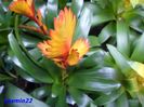 218 Bromelia  21 mar.2016