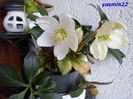 366 Helleborus niger