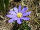 Anemone Blue Shades (2016, March 31)
