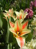 Tulipa Quebec (2016, March 30)