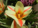 Tulipa Quebec (2016, March 30)