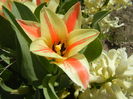 Tulipa Quebec (2016, March 30)