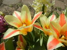 Tulipa Quebec (2016, March 30)