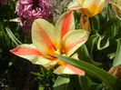 Tulipa Quebec (2016, March 30)