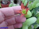 155 Kalanchoe 12 mar.2016