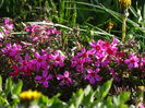 DSC02907