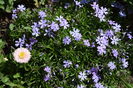 Phlox subulata