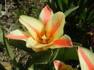 Tulipa Quebec (2016, March 30)