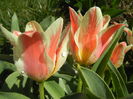 Tulipa Quebec (2016, March 31)