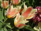 Tulipa Quebec (2016, March 31)