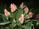 Tulipa Quebec (2016, March 31)
