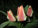 Tulipa Quebec (2016, March 31)