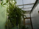 DSCN4047