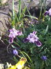 irisi pitici (stinjenei)