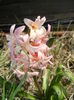 Hyacinth Gypsy Queen (2016, March 30)