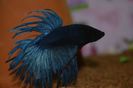 mascul Betta Splendens