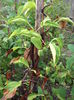 Kiwi23aug