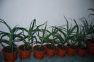 Aloe 3 ani-80 lei buc.,