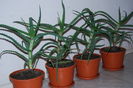 Aloe 3 ani-80 lei buc. (3)