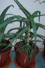 Aloe 4 ani-150 lei.