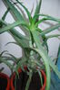 Aloe 5 ani-300 lei buc .