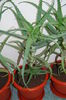 Aloe 5 ani-300 lei buc.,