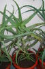 Aloe 5 ani-300 lei buc..