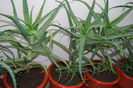 Aloe 5 ani-300 lei buc.