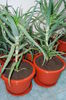 Aloe 5 ani-300 lei buc