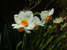 Narcissus Geranium (2016, March 30)