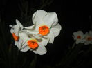 Narcissus Geranium (2016, March 31)