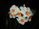 Narcissus Geranium (2016, March 31)