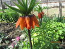 Fritillaria imperialis