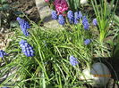 Muscari